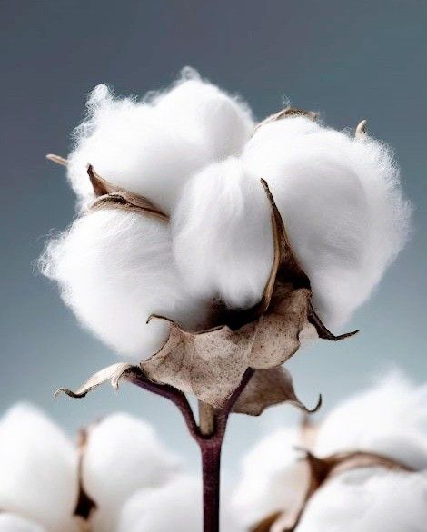 Close-up of natural cotton boll representing traceable, sustainable raw materials